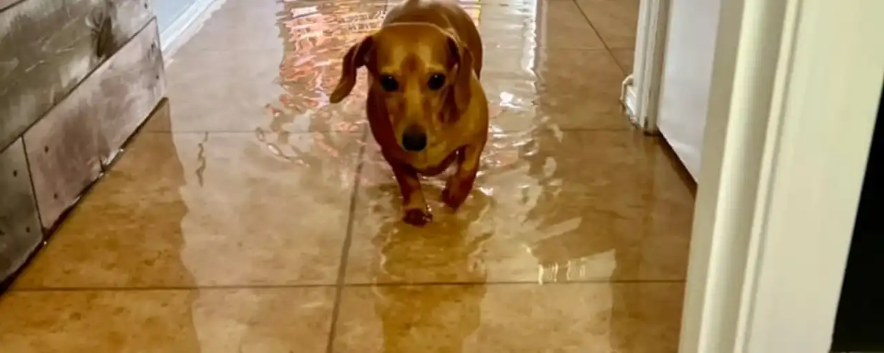 A dog standing on a flooded tile floor after a plumbing failure — Fast Track Restoration job photo