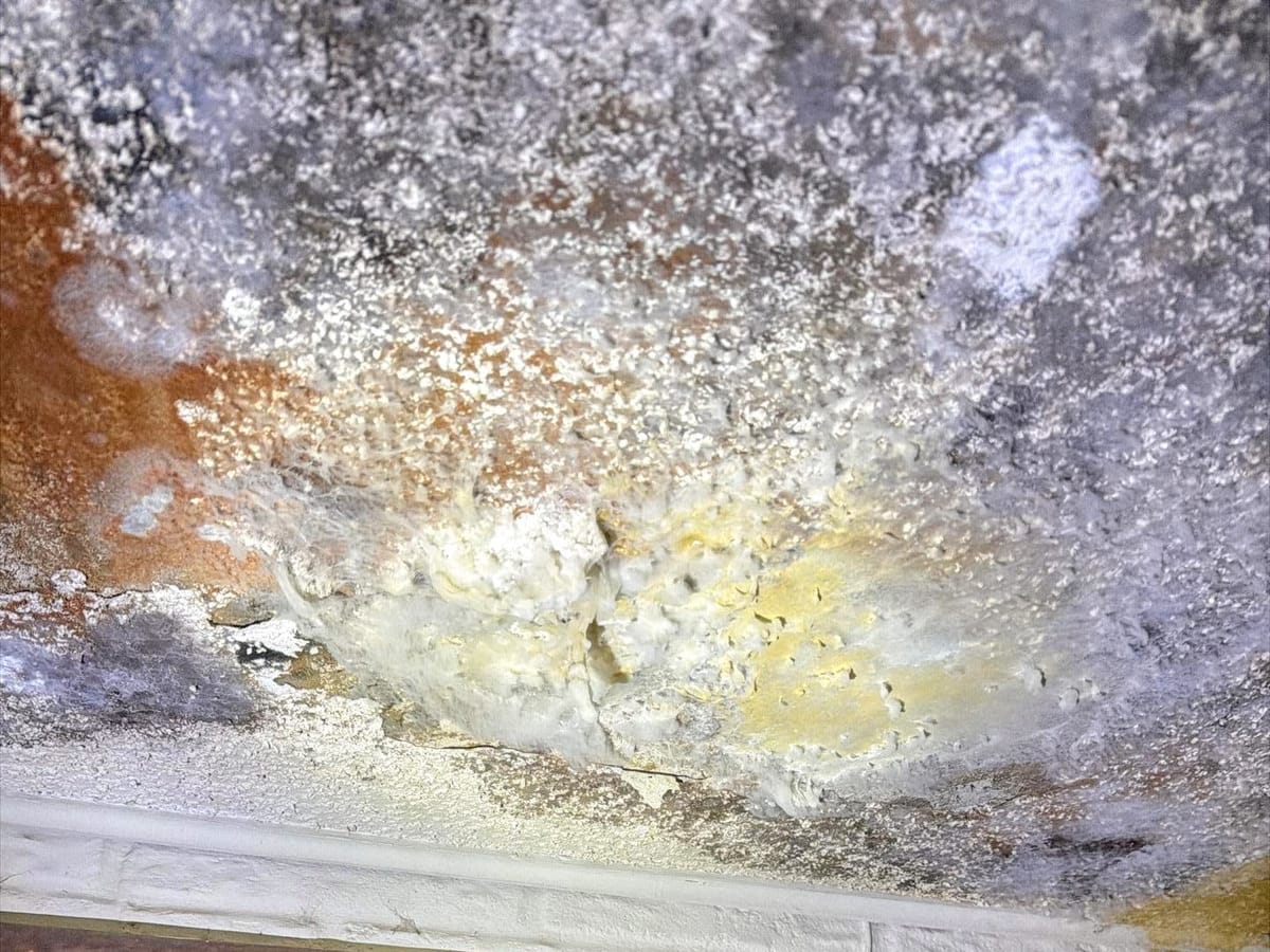 Mold growth on a ceiling — documented before remediation