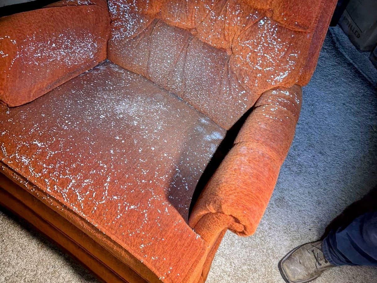 Mold growth on upholstered furniture in a humid, water-damaged room